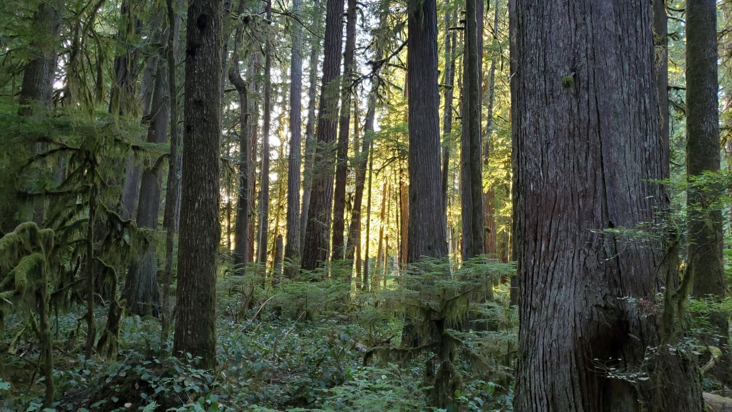 Olympic NP 